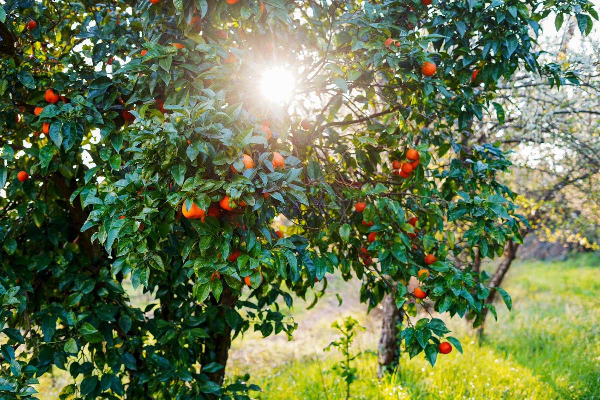 Solar Das Boucas Amares Bagian luar foto